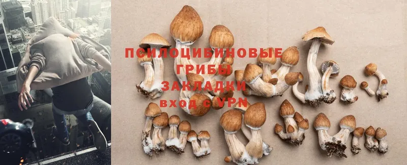 что такое   Асбест  Галлюциногенные грибы Cubensis 